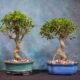 Ficus microcarpa