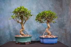 Ficus microcarpa