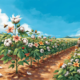 Field Cotton