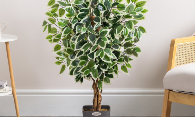 Variegated Ficus Tree