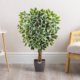 Variegated Ficus Tree