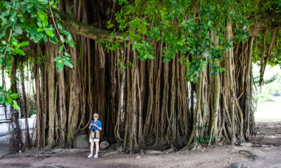 Banyan Aerial Roots: Nature’s Amazing Support System