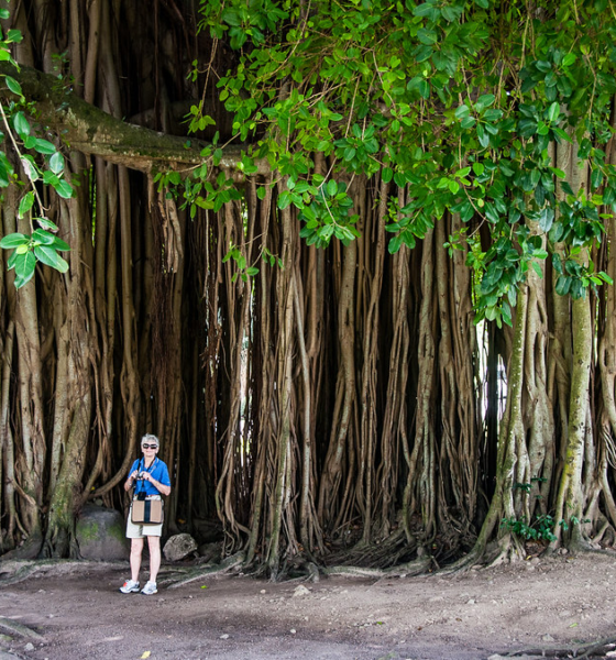 Banyan Aerial Roots: Nature’s Amazing Support System