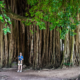 Banyan Aerial Roots: Nature’s Amazing Support System