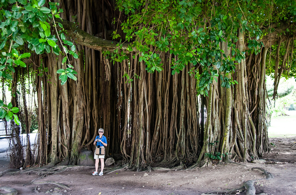 Banyan Aerial Roots: Nature’s Amazing Support System