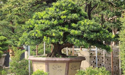 Complete Guide to Growing and Caring for Podocarpus Buddhist Pine