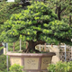 Complete Guide to Growing and Caring for Podocarpus Buddhist Pine