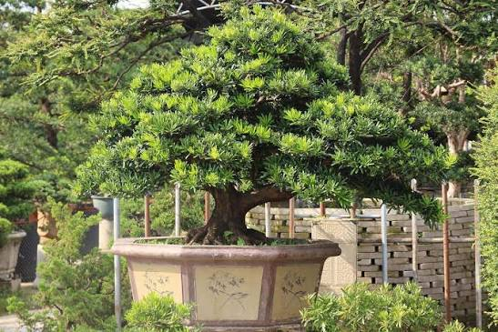 Complete Guide to Growing and Caring for Podocarpus Buddhist Pine