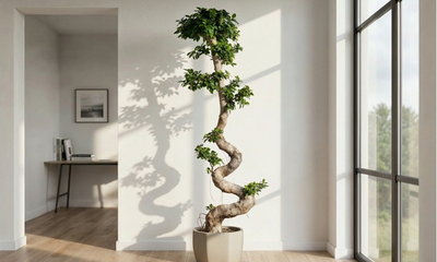 The Complete Guide to Growing and Styling Ficus s Shape