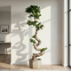 The Complete Guide to Growing and Styling Ficus s Shape